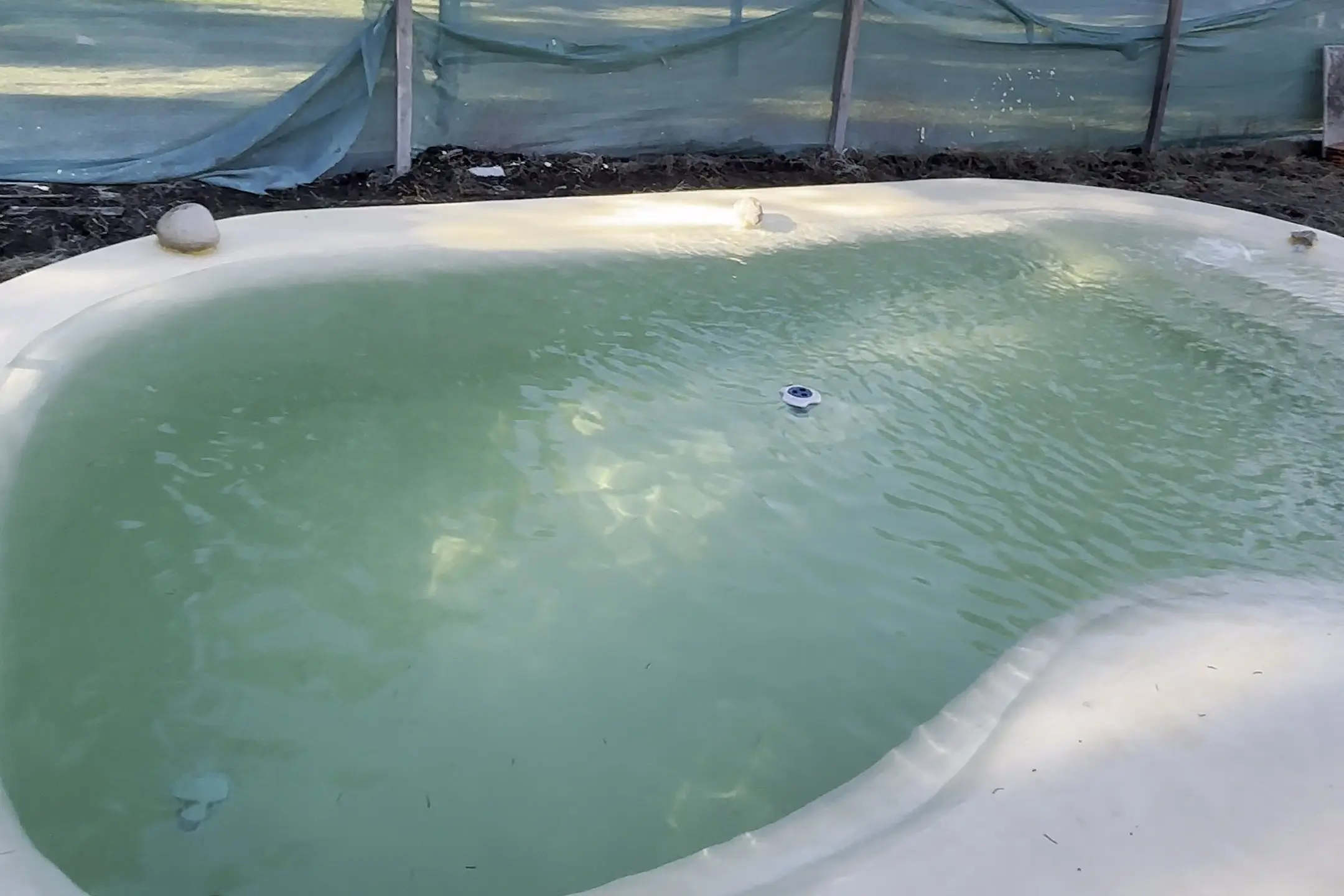 Piscina de forma libre con terminación de arena color natural y agua verde clara